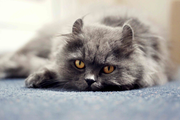 Tierfotografie Katze